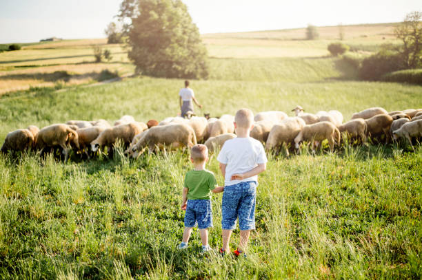 istock Boys watching sheep graze on the lush hills 1166682668