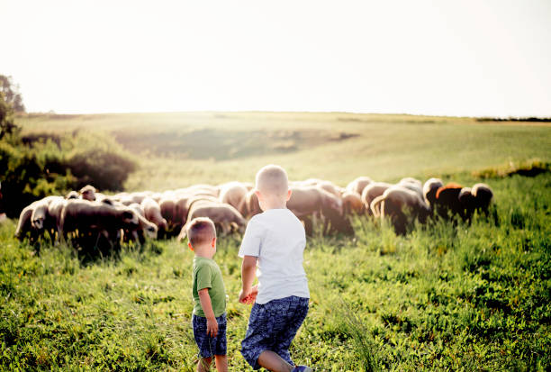 istock Little boy watching sheep graze on the lush hills 1166682811