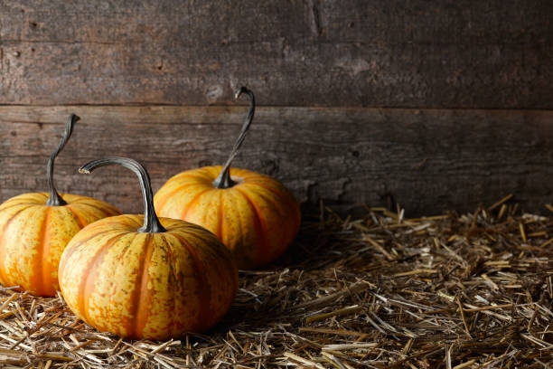 istock Beautiful Halloween pumpkins in dark old barn 1166682828