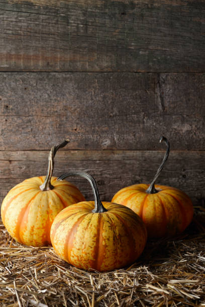 istock Beautiful Halloween pumpkins in dark old barn 1166682865
