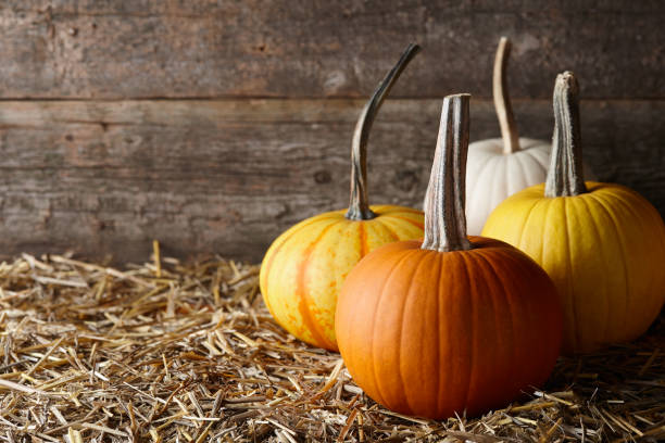 istock Beautiful Halloween pumpkins in dark old barn 1166682870