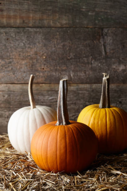 istock Beautiful Halloween pumpkins in dark old barn 1166682876