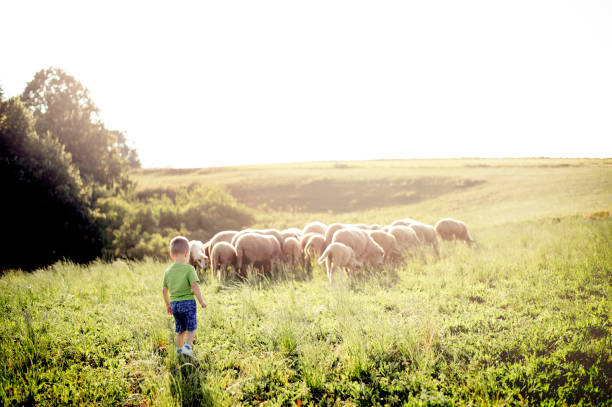 istock Little boy watching sheep graze on the lush hills 1166682883