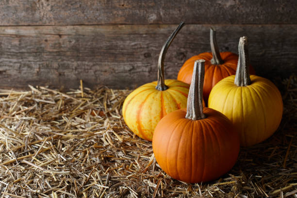 istock Beautiful Halloween pumpkins in dark old barn 1166682884