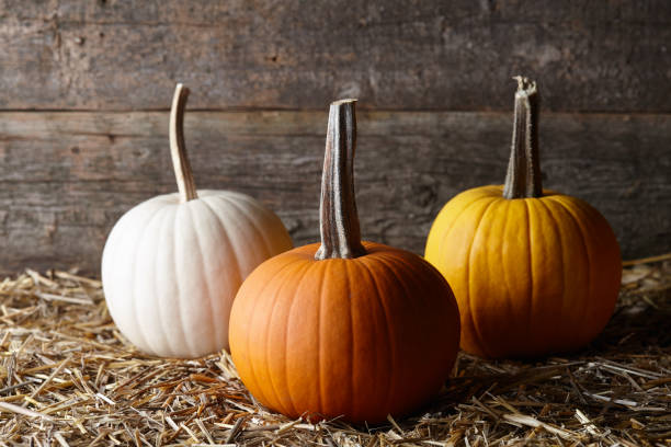 istock Beautiful Halloween pumpkins in dark old barn 1166682894