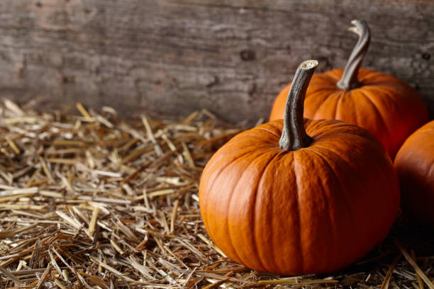 istock Beautiful Halloween pumpkins in dark old barn 1166682897