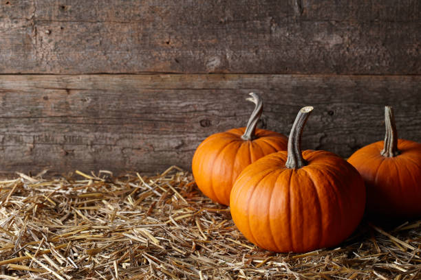 Beautiful Halloween pumpkins in dark old barn