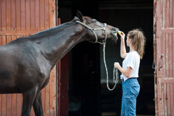 schöne schwarze pferd leckereien aus der hand des jungen teenagers - pferdeäpfel stock-fotos und bilder