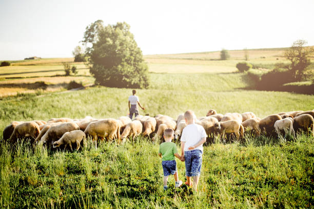 istock Boys watching sheep graze on the lush hills 1166682957