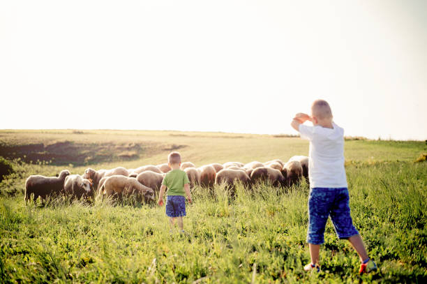 istock Boys watching sheep graze on the lush hills 1166682999