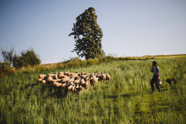 istock Herd of sheep's in summer 1166683109