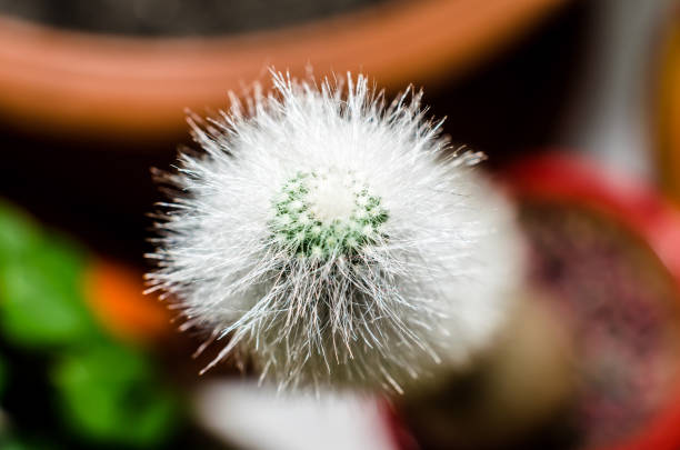 green cactus with white spines on a colored background close up