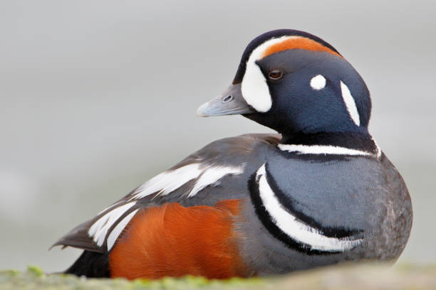 Harlequin Duck (Histrionicus histrionicus) male on rock, Barnegat Jetty, New Jersey stock photo
