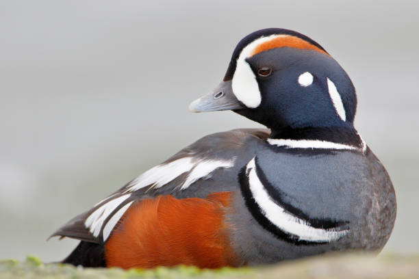 harlequin duck (histrionicus histrionicus) male on rock, barnegat jetty, new jersey - harlequin duck duck harlequin water bird imagens e fotografias de stock