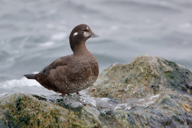 harlequin duck (histrionicus histrionicus) female on rock, barnegat jetty, new jersey - harlequin duck duck harlequin water bird imagens e fotografias de stock