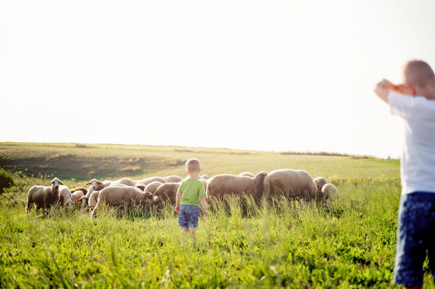istock Boys watching sheep graze on the lush hills 1166684204