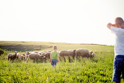 Boys watching sheep graze on the lush hills