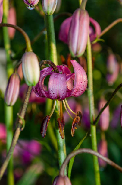 istock Lilium martagon commonly known as Martagon lily or Turk's cap lily. 1166684216