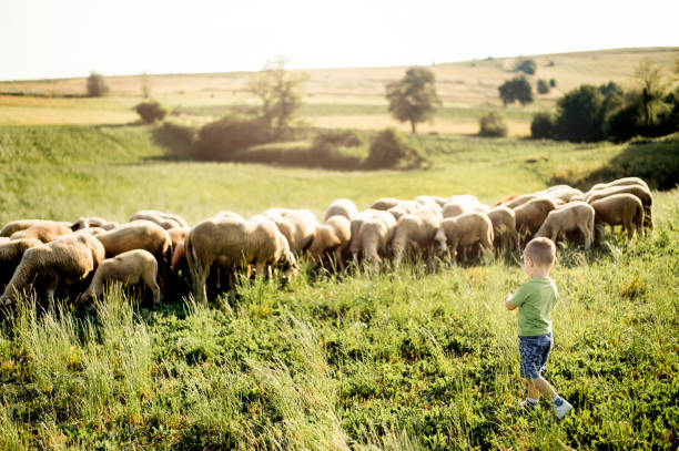 istock Boy watching sheep graze on the lush hills 1166684245