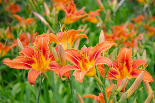 close up of a single orange day lily, hemerocallis fulva, in full bloom - lily nature flower macro imagens e fotografias de stock