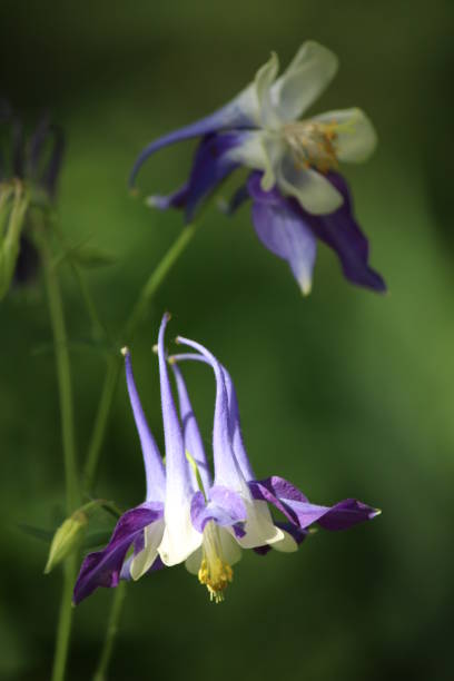 istock Purple White Columbine 1166687014