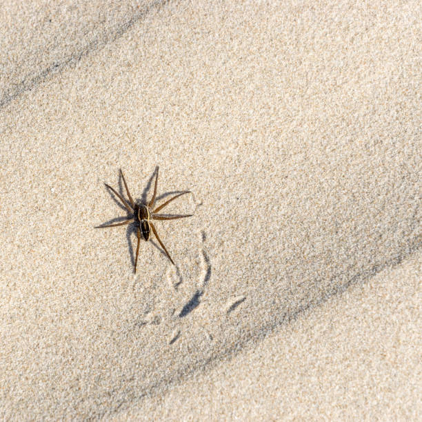 istock Great raft spider, Dolomedes plantarius on the sand. 1166687061