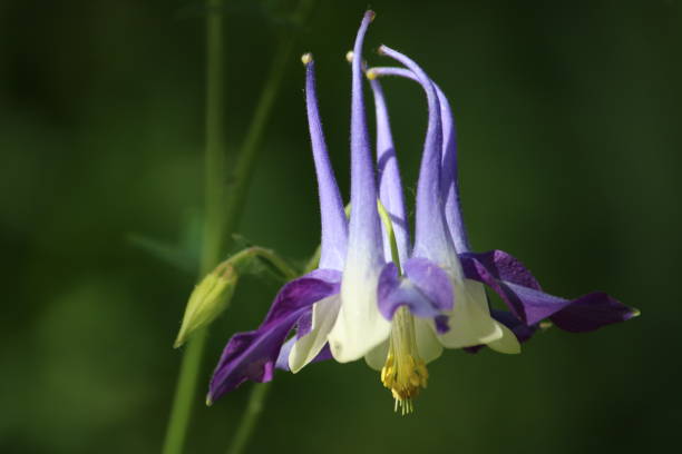 istock Purple White Columbine 1166687129
