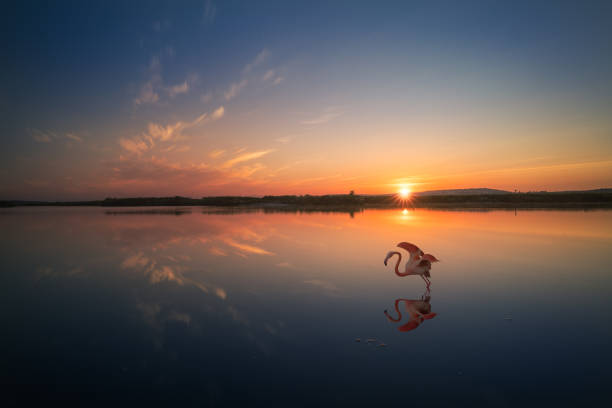 A sunrise scene with morning clouds and a flamingo