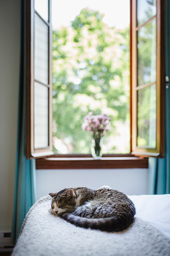 animal, domestic cat, animal themes, bedroom