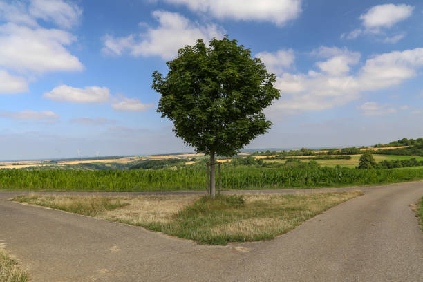 istock Green tree stands at a fork in the road 1166692596