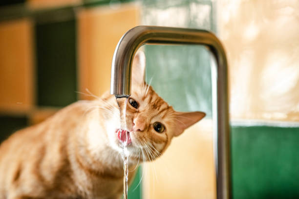 Cat drinking from kitchen tap A cat drinking from a tap in a kitchen cat water stock pictures, royalty-free photos & images