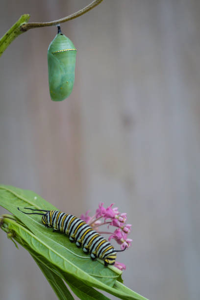 Monarch Chrysalis and caterpillar, Danaus Plexppus, on milkweed with rustic wooden background, room for text and copy