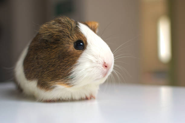 A cute guinea pig facing the camera A cute guinea pig (Cavia Porcellus) facing the camera. exotic pets photos stock pictures, royalty-free photos & images