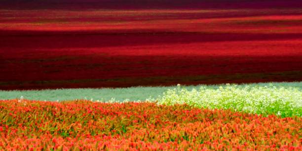 istock Field Of Clover Abstract 1166699353
