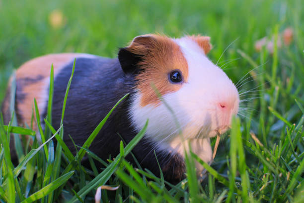 istock Cute and healthy guinea pig eating grass. 1166699454