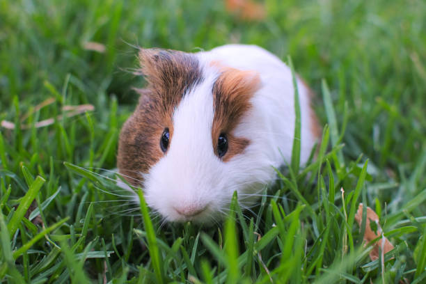 istock Cute and healthy guinea pig eating grass. 1166699582