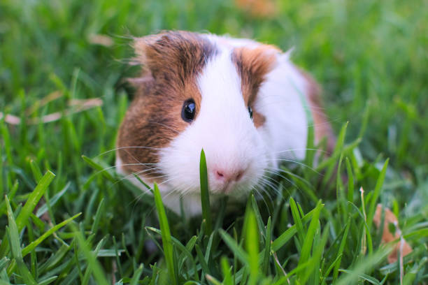 istock Cute and healthy guinea pig eating grass. 1166700349