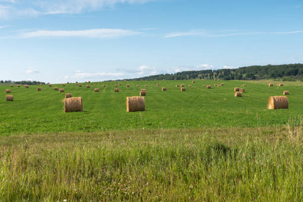 Round Hay Bales in a Field near Cochrane Bales of Hay scattered across a field cochrane alberta photos stock pictures, royalty-free photos & images