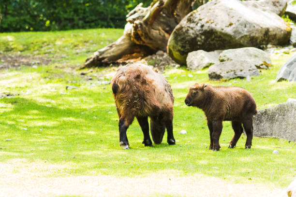 istock American bison (Bison bison) grazing in the meadow 1166703172