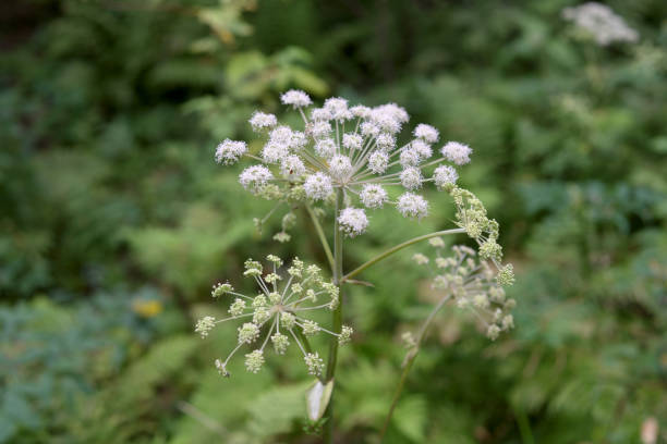 istock Angelica forest close up. 1166704681