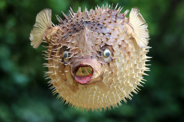 istock Front view of a blow fish or porcupine fish 1166705326