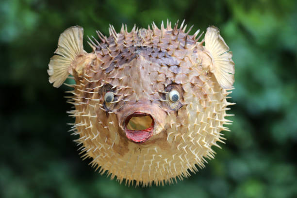 istock Front view of a blow fish or porcupine fish 1166705327
