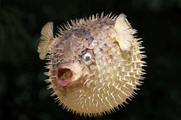 istock Front view of a blow fish or porcupine fish 1166705328