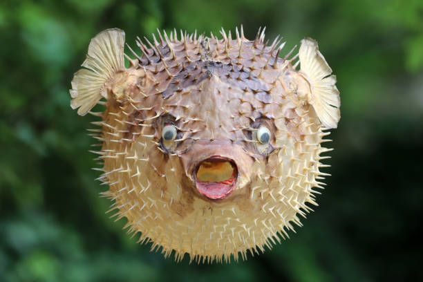 istock Front view of a blow fish or porcupine fish 1166705334