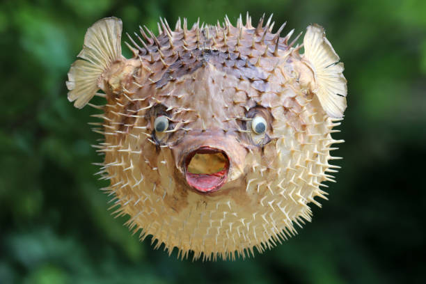 istock Front view of a blow fish or porcupine fish 1166705336
