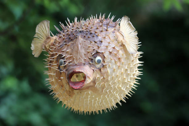 istock Front view of a blow fish or porcupine fish 1166705345