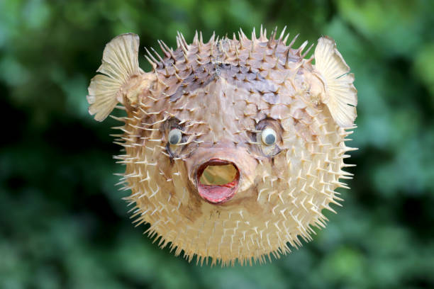 istock Front view of a blow fish or porcupine fish 1166705352