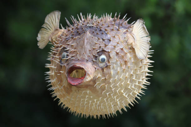 istock Front view of a blow fish or porcupine fish 1166705353