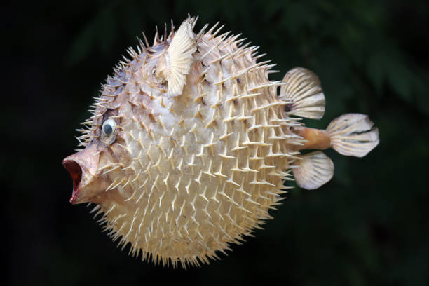 istock Front view of a blow fish or porcupine fish 1166705357