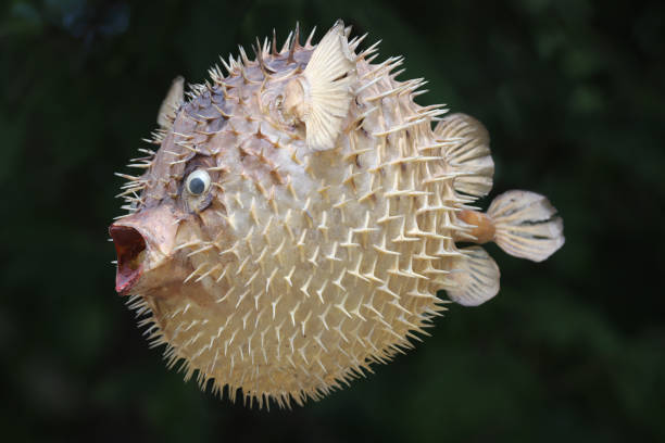 istock Front view of a blow fish or porcupine fish 1166705358